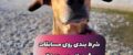 آموزش شرط بندی بر روی مسابقات سگ دوانی +‌ معرفی سایت معتبر فارسی