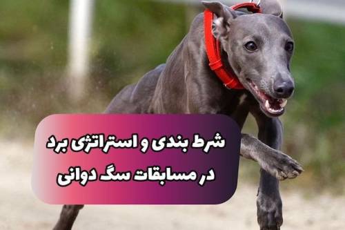 شرط بندی مسابقات سگ دوانی + ترفند ۵۰ میلیونی درآمد و سایت معتبر