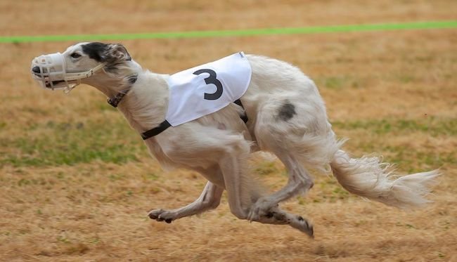 شرط بندی مسابقات سگ دوانی + ترفند ۵۰ میلیونی درآمد و سایت معتبر